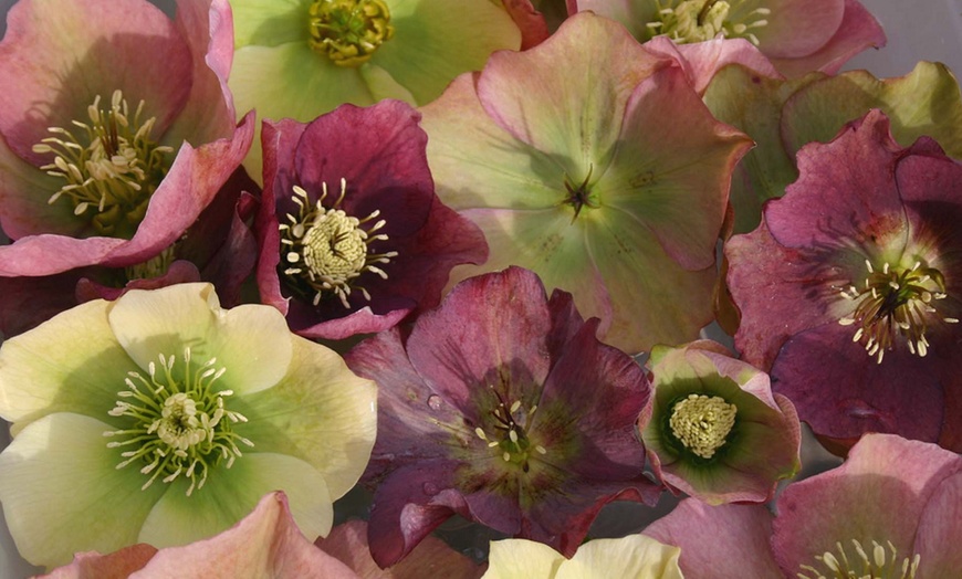 Image 3: Winter Flowering Oriental Hellebores - 5 or 10 Plants