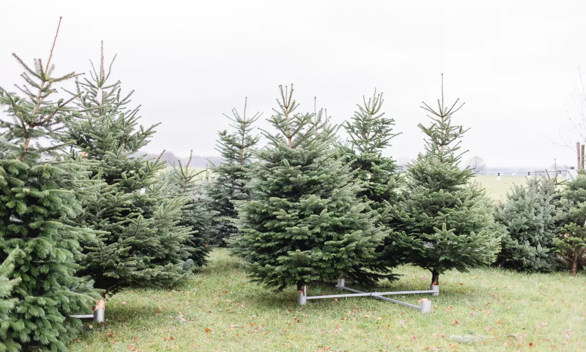 Nordmanntanne in Premium-Qualität bis zu 2,5 m inkl. 4 Getränken