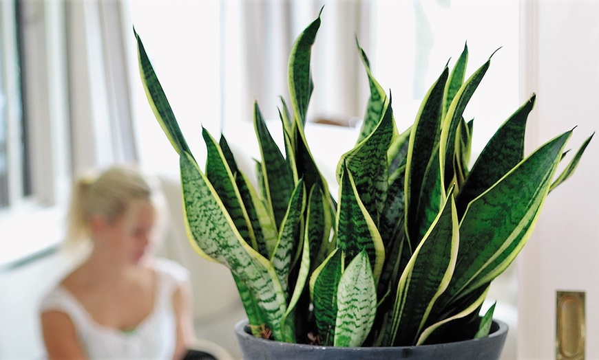 Image 4: Set of Four Easy-Care Houseplants