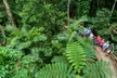Daintree and Cape Tribulation: 1-Day 4WD Experience for Up to 4 w/ Wildlife Watching & River Cruise - Second Medium
