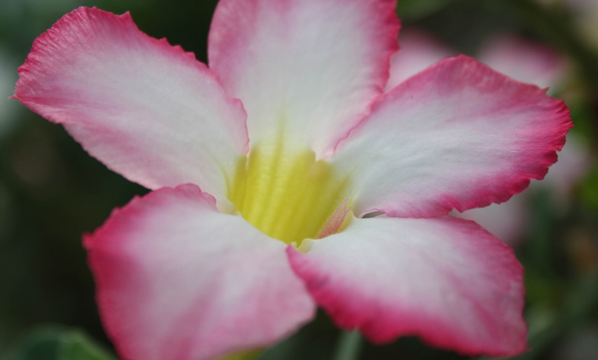 Image 2: 1 of 2 "Adenium" woestijnroos planten