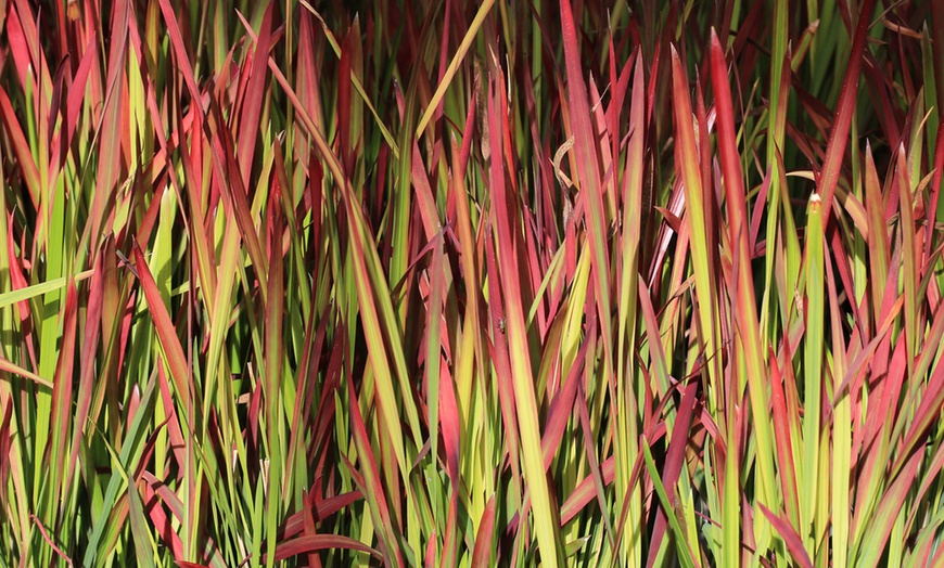 Image 1: Hardy Japanese Blood Grass – 1, 2 or 5 Potted Plants
