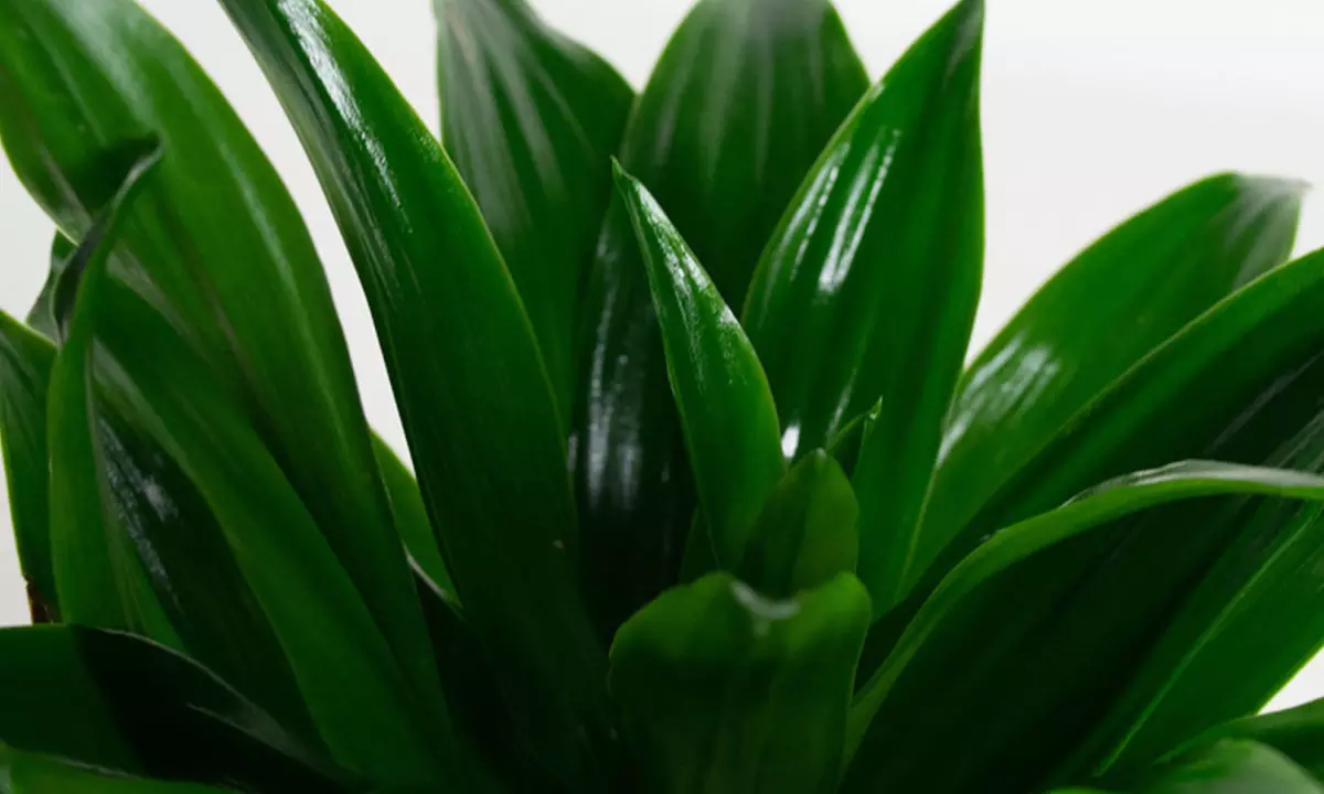 Conjunto de 5 plantas purificadoras de aire