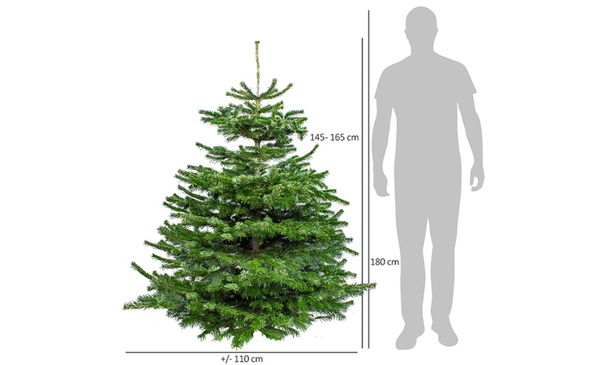 Image 7: Real Nordmann Fir Christmas Tree