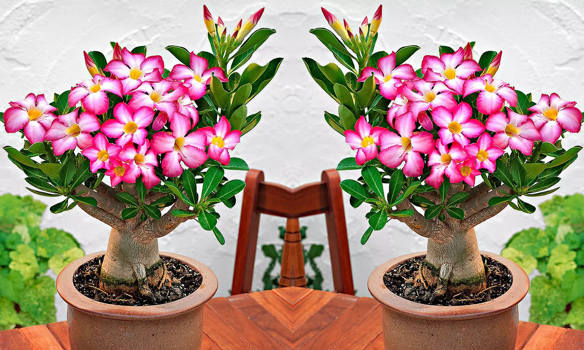 2x oder 4x Wüstenrose