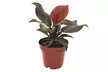 1 o 2 plantas de Filodendro Sun Light de Rootz para interiores - Second Medium
