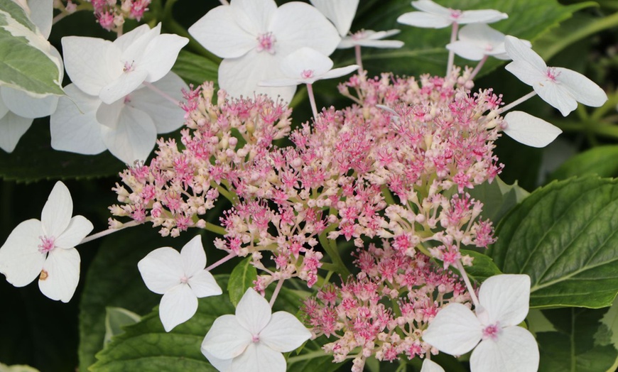 Image 15: Lot de 3 ou 6 hortensias Teller