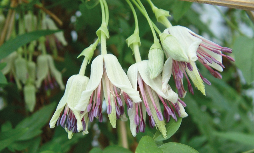 Image 1: One, Two or Three Clematis Napaulensis Plants in 7cm Pots