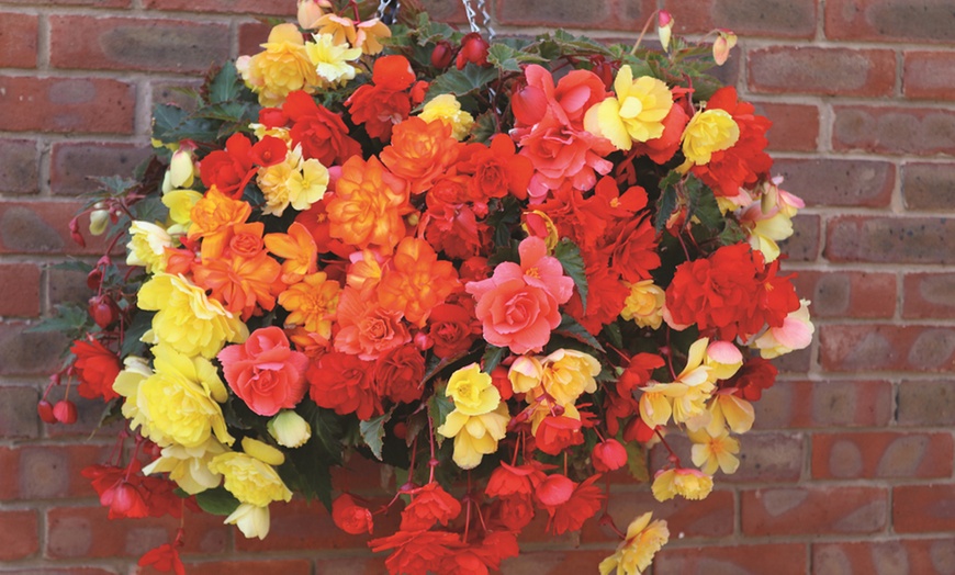 Image 3: Begonia Garden Ready Plants - 15 or 30 Plants