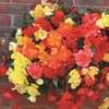 Image 3: Begonia Garden Ready Plants - 15 or 30 Plants