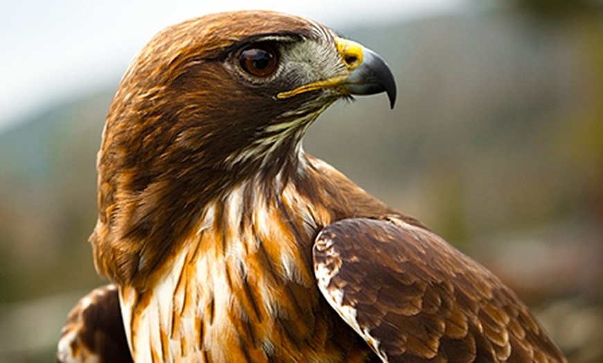 Image 3: North Yorkshire: 2 Nights with Bird of Prey Tickets