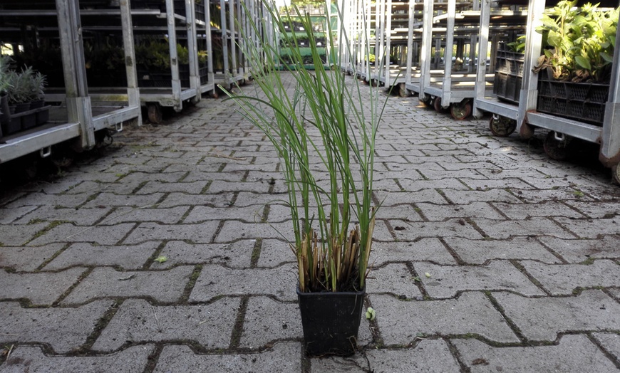 Image 2: Chinese Silver Grass Plants