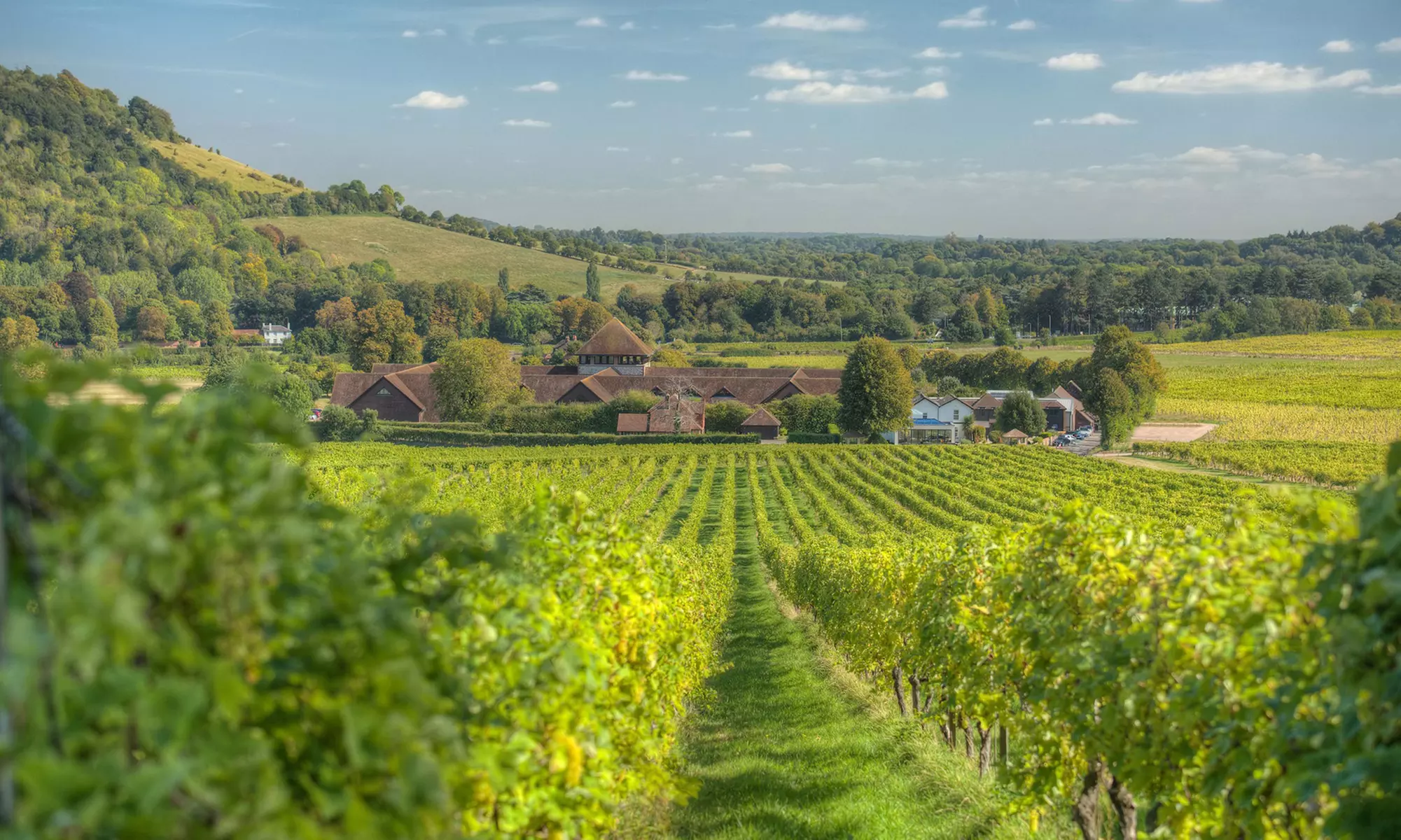 Wine Lovers’ Escape: Indoor Classic Wine Experience for 1, 2, or 4