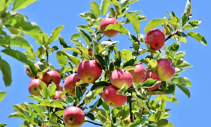 Image 2: Lot de 3 arbres fruitiers au choix