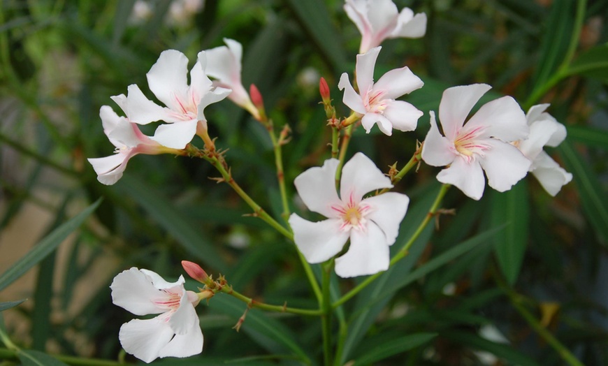 Image 4: Set de plantes Oleander