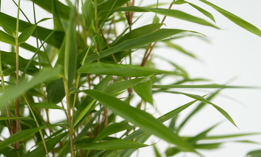 Image 3: Rootz Six Pieces of Green Bamboo Fargesia Rufa