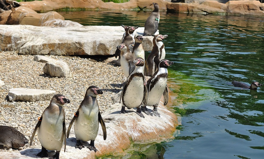 Image 4: Tageskarte für den Zoo Krefeld