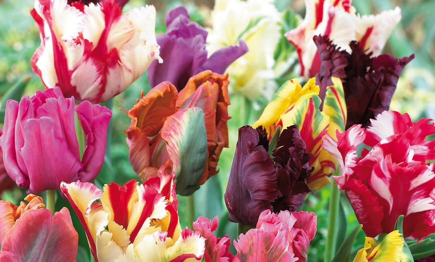 Image 1: 16, 32 or 64 Parrot Tulip Mixed Bulbs