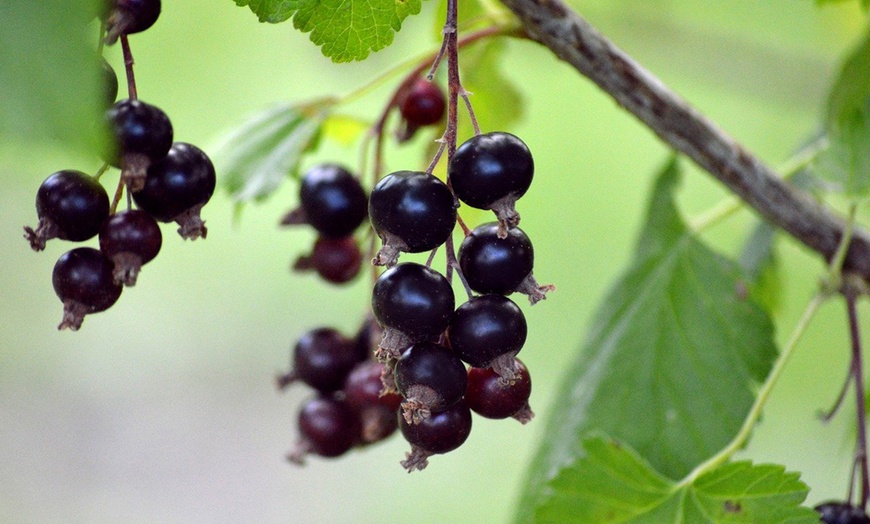 Image 12: 1, 2 o 4 piante da frutto di lamponi e ribes Rootz