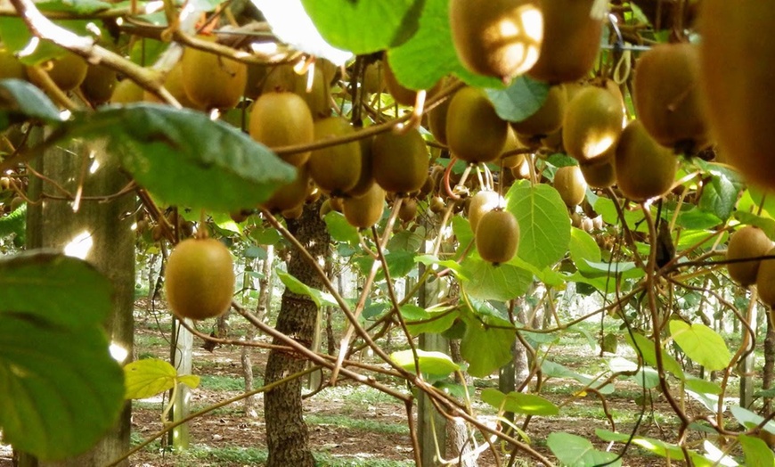 Image 6: Lot de 3 ou 6 plants de kiwi