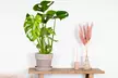 1 of 2 Monstera Deliciosa Gatenplanten van 50-60 cm of 70-80 cm voor binnen - Image 7
