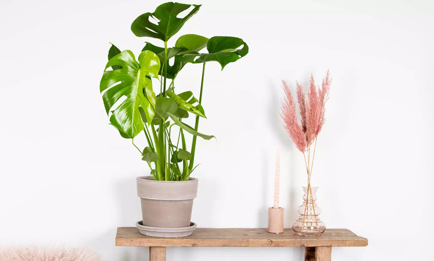 1 of 2 Monstera Deliciosa Gatenplanten van 50-60 cm of 70-80 cm