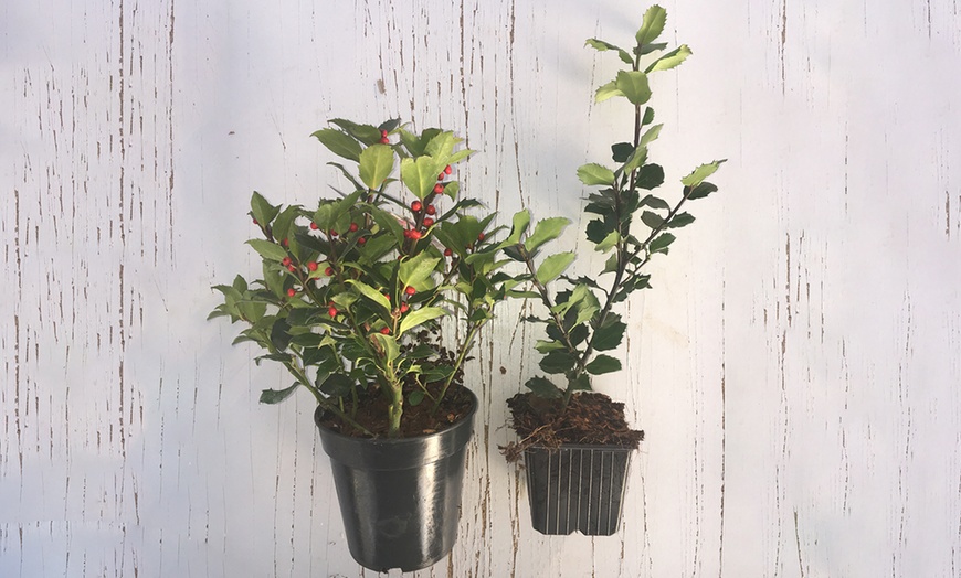 Image 1: Two Holly Plants