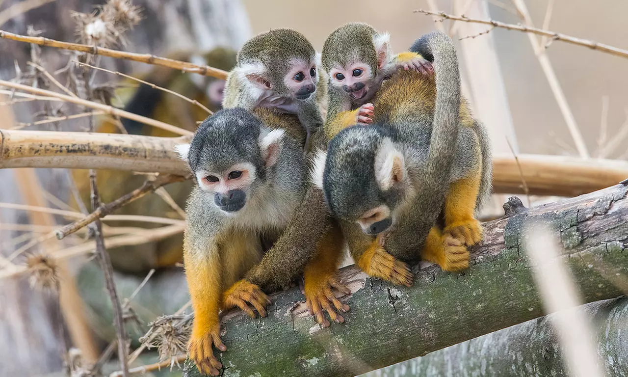 Safari animalier près de Paris avec accès Terre de Singes