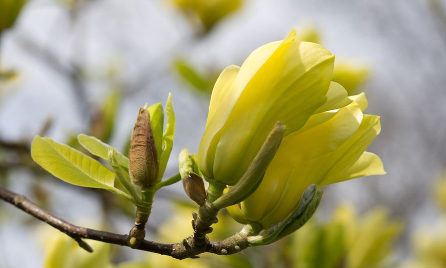 Image 3: Up to Three Magnolia 'Yellow Bird' Standard Tree Plants
