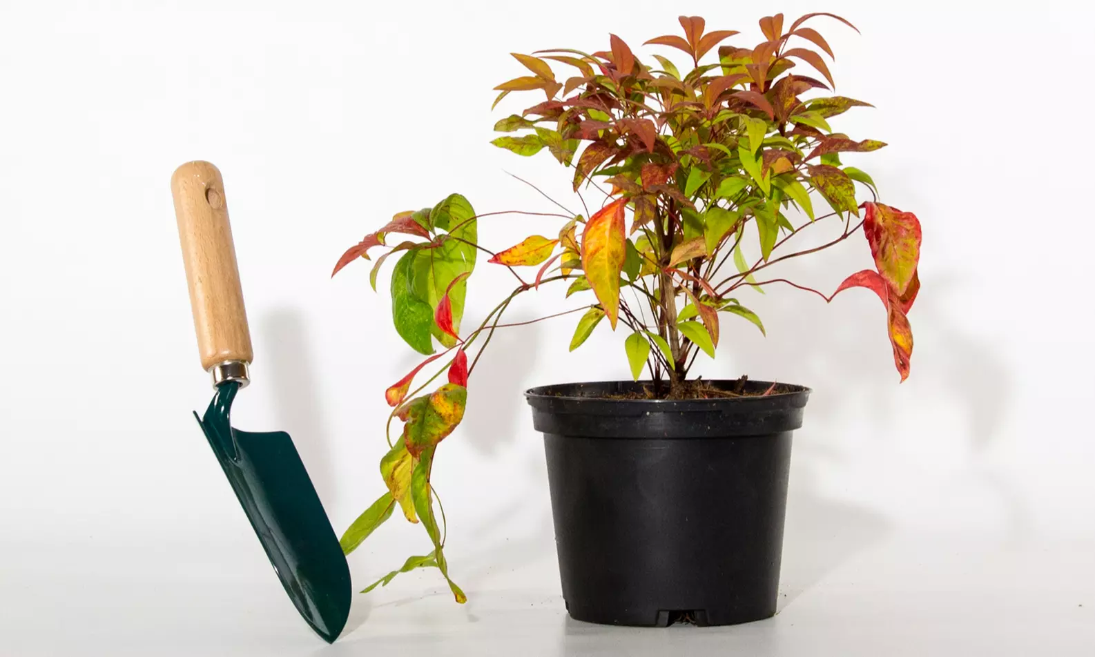 Lot de 2,3 ou 5 bambous "Sunset boulevard" avec feuillage persistant de Willemse France - Image 2