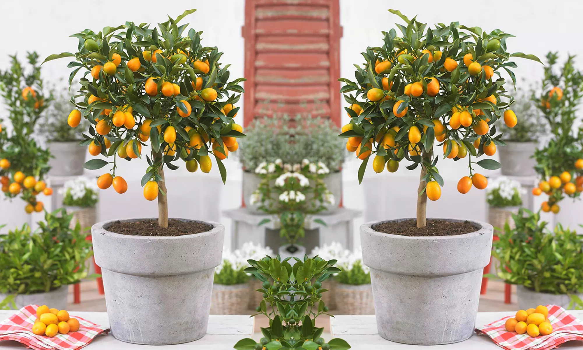 1x oder 2x Kumquatbaum "Fortunella margarita" - Primary Image