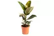 1 ou 2 plants de Ficus Elastica Robusta 50-60 cm, livrés en pot - Image 5