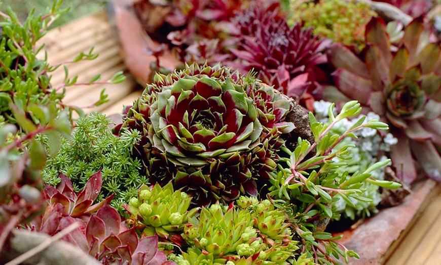 Image 2: Collection of Sempervivum Plants