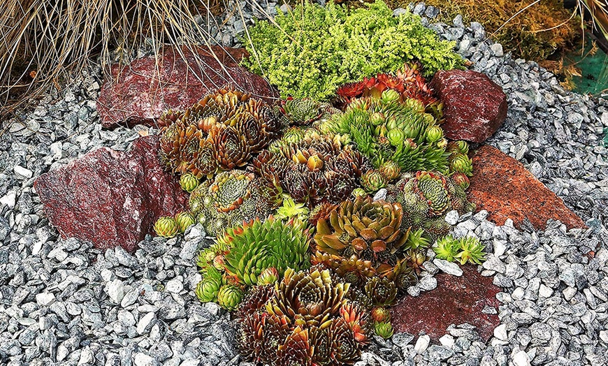 Image 10: Set de plantes Sempervivum