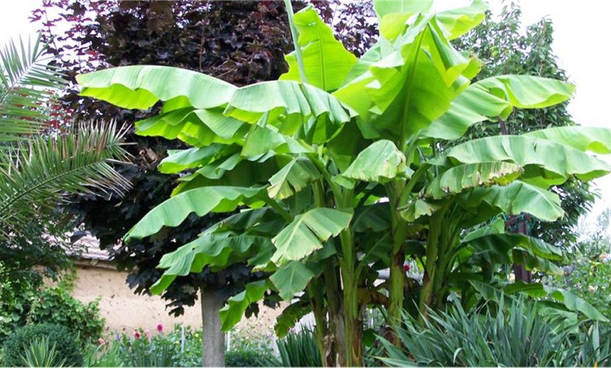 Image 3: Potted Banana Plants
