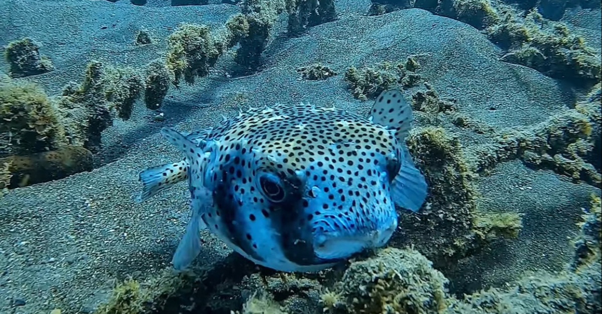 Excursión de snorkel con equipo y fotografías en Tenerife