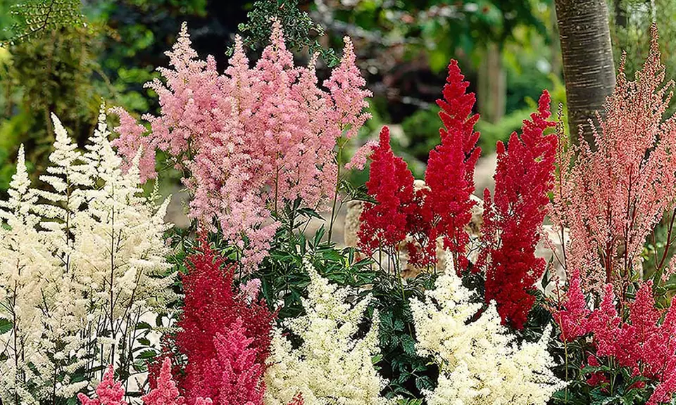 Pre-order Astilbe Tall and Dwarf Mix of Bare-Root Plants (5 Plants) - Second Medium