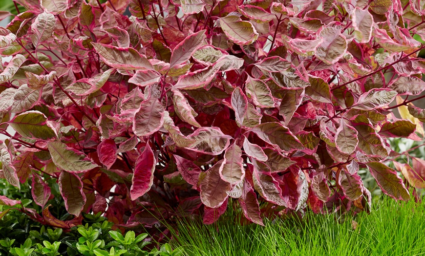 Image 3: Cornus Alba Miracle – 1, 3 or 5 Potted Plants