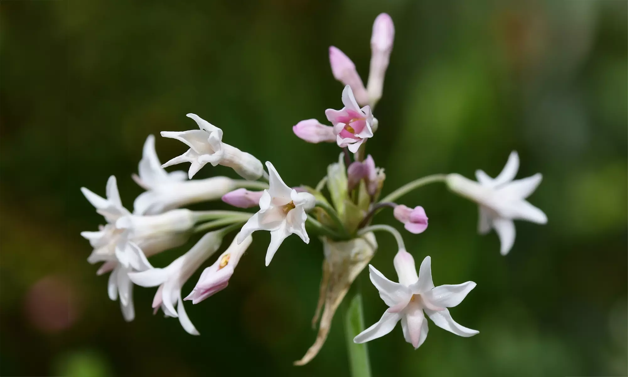 3x oder 6x Rootz Zimmerknoblauch - Primary Image