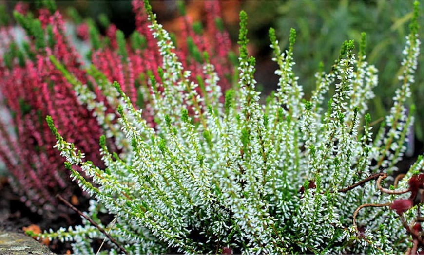 Image 4: Evergreen Heather Plants