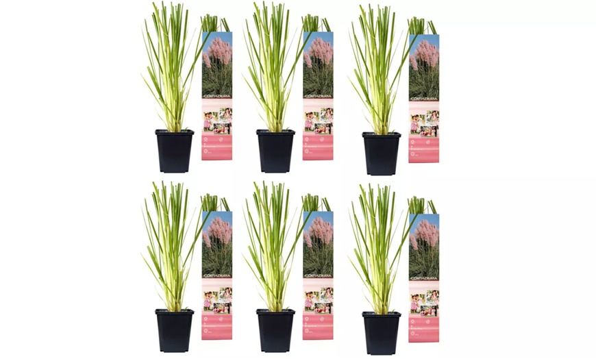 Image 6: Lot de 3 ou 6 plantes Herbe de la pampa OH2