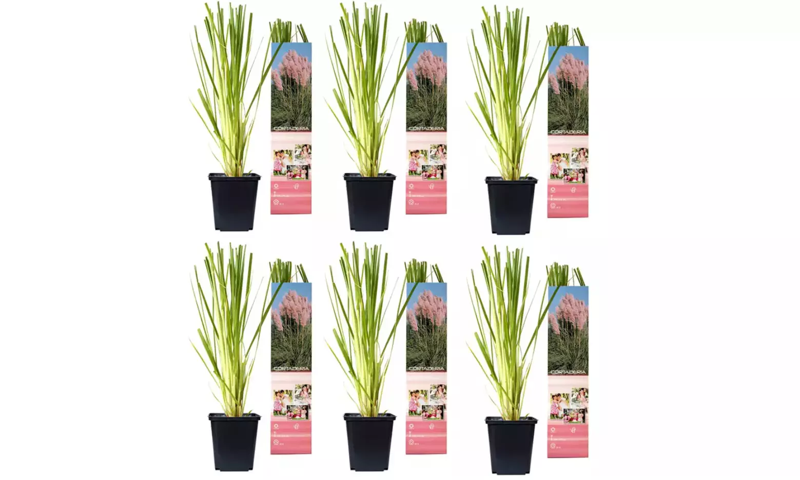 Set de 3 plantas de exterior Pampa