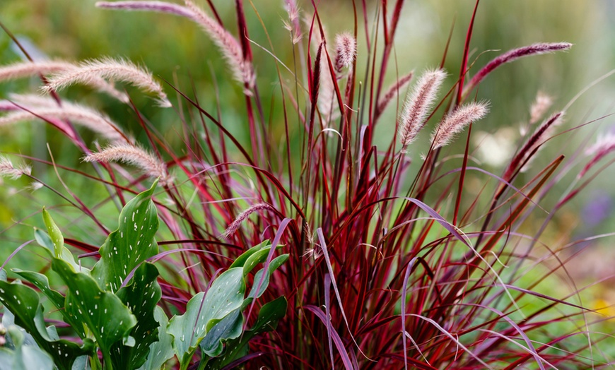 Image 3: Colourful Ornamental Grass Collection - 3, 9 or 15 Plants