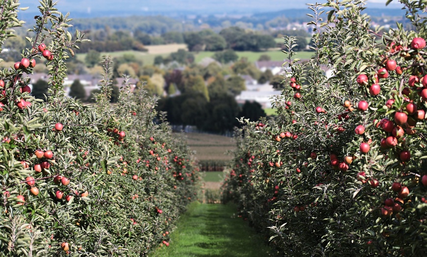 Image 2: Lot de 3 arbres fruitiers