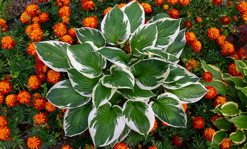 Image 8: Mixed Hardy Hosta Collection - 5 or 10 plants