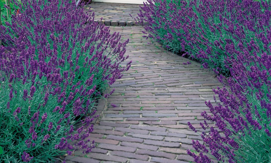 Image 3: Plants of Hidcote and Munstead English Lavender Collection 