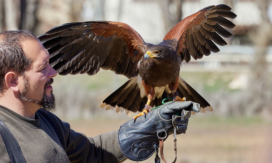 Image 8: Experiencia de cetrería con vuelo de águila en Emociones Al Vuelo