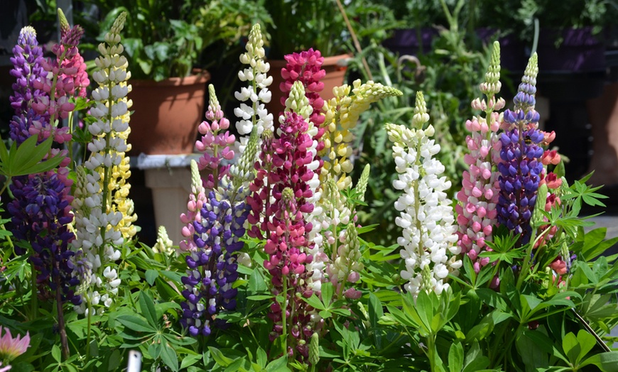 Image 1: 5, 10 or 20 Lupin Gallery Mixed Collection Plants