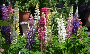 5, 10 or 20 Lupin Gallery Mixed Collection Plants