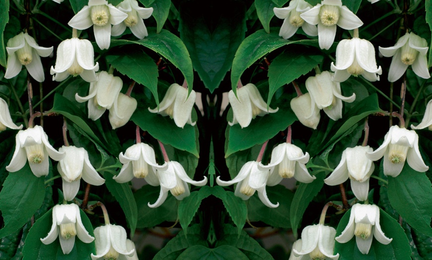 Image 2: Winter Beauty Clematis, Evergreen Foliage with Optional Tower Pot